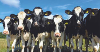 Heat Stress in cattle, housing management etc